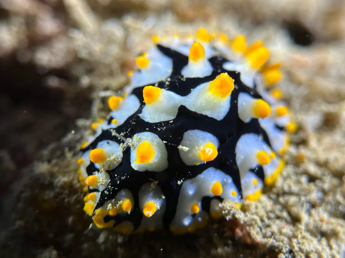 Rüppell's Wart Slug