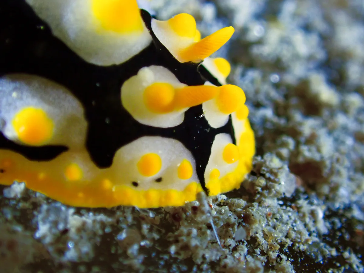 Rüppell's Wart Slug