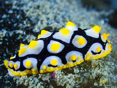 Rüppell's Wart Slug
