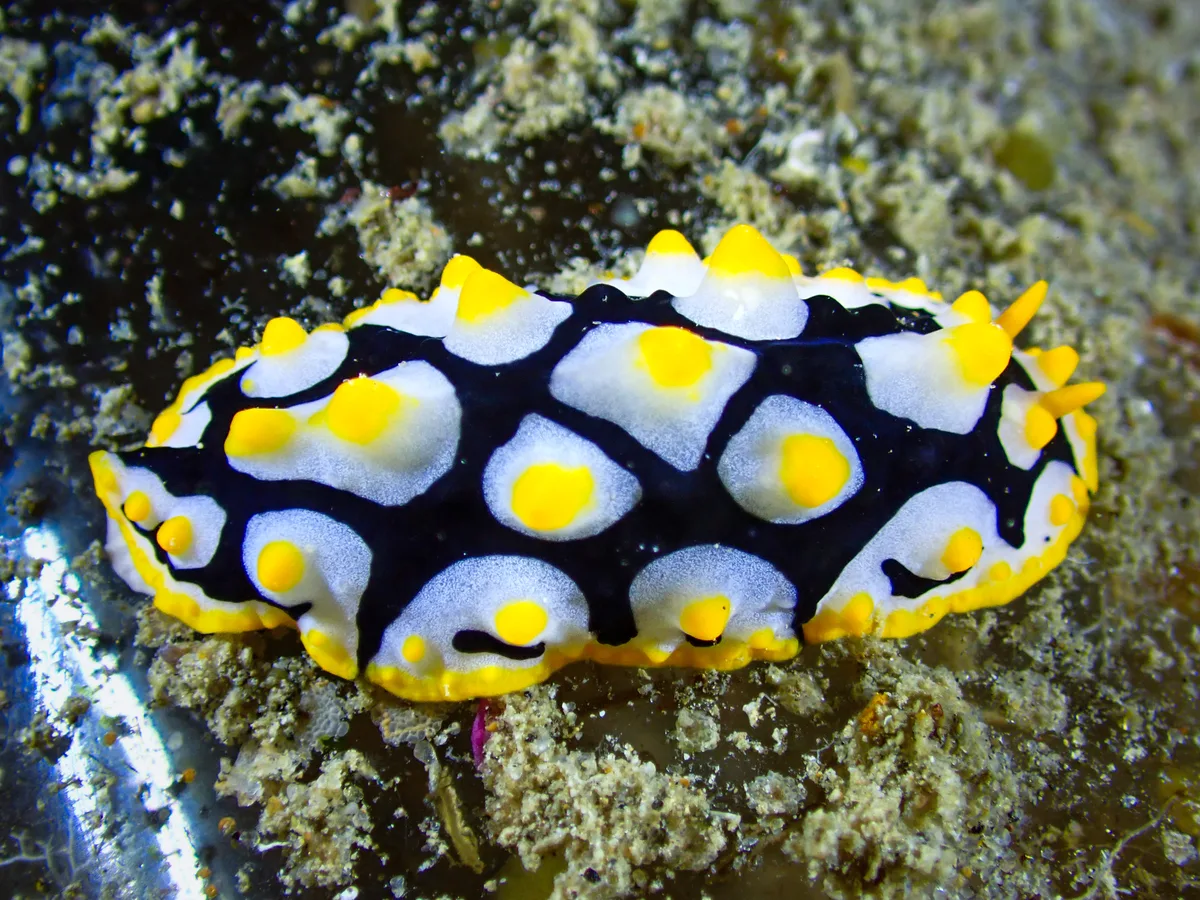 Rüppell's Wart Slug