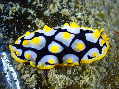Rüppell's Wart Slug