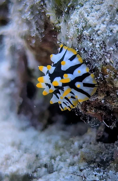 Rüppell's Wart Slug