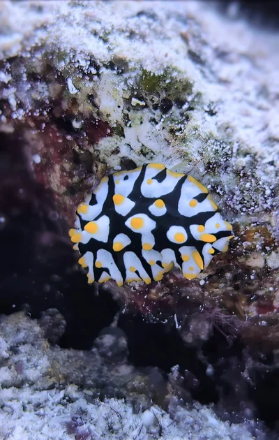 Rüppell's Wart Slug