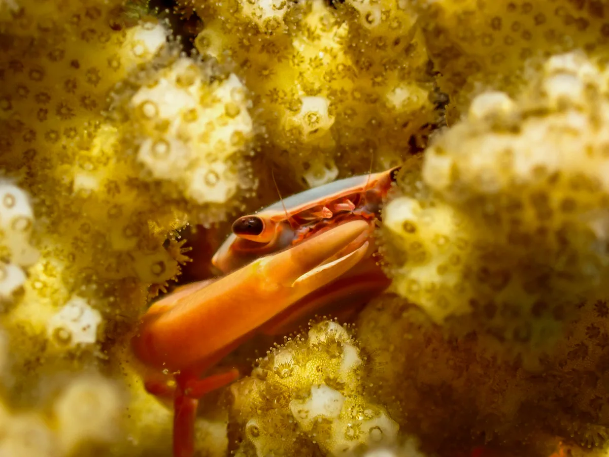 Rusty Guard Crab