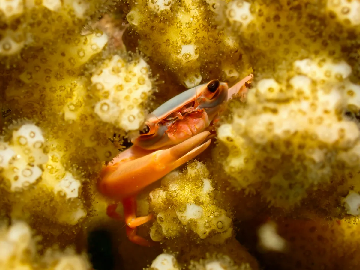Rusty Guard Crab