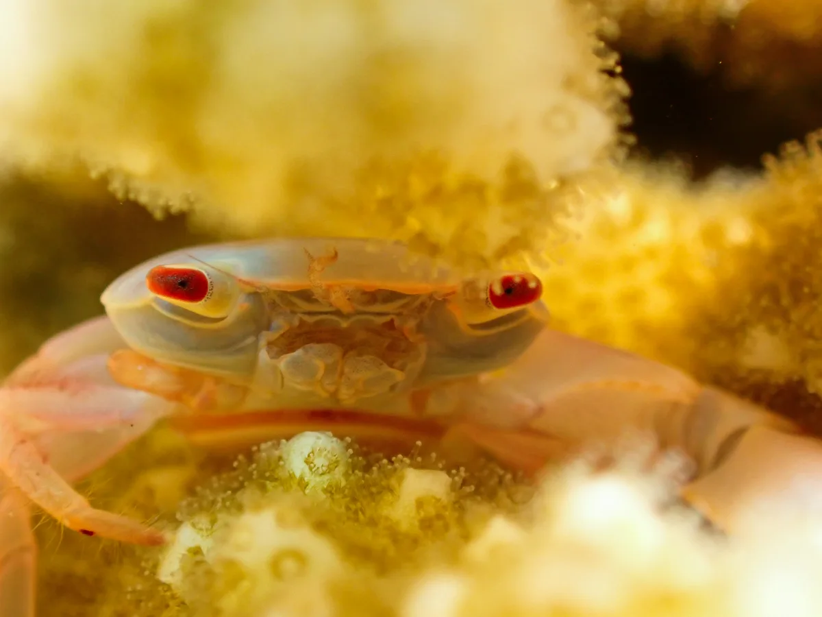 Rusty Guard Crab