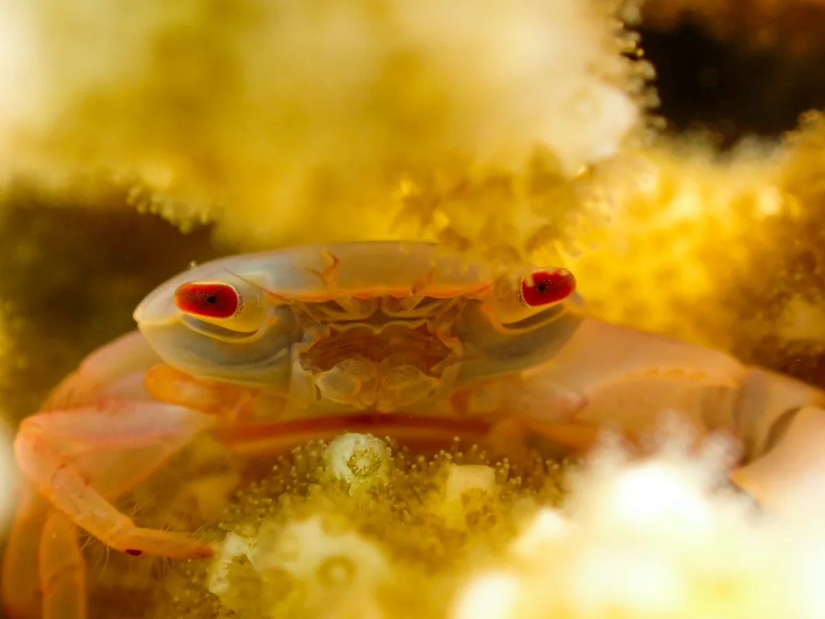 Rusty Guard Crab