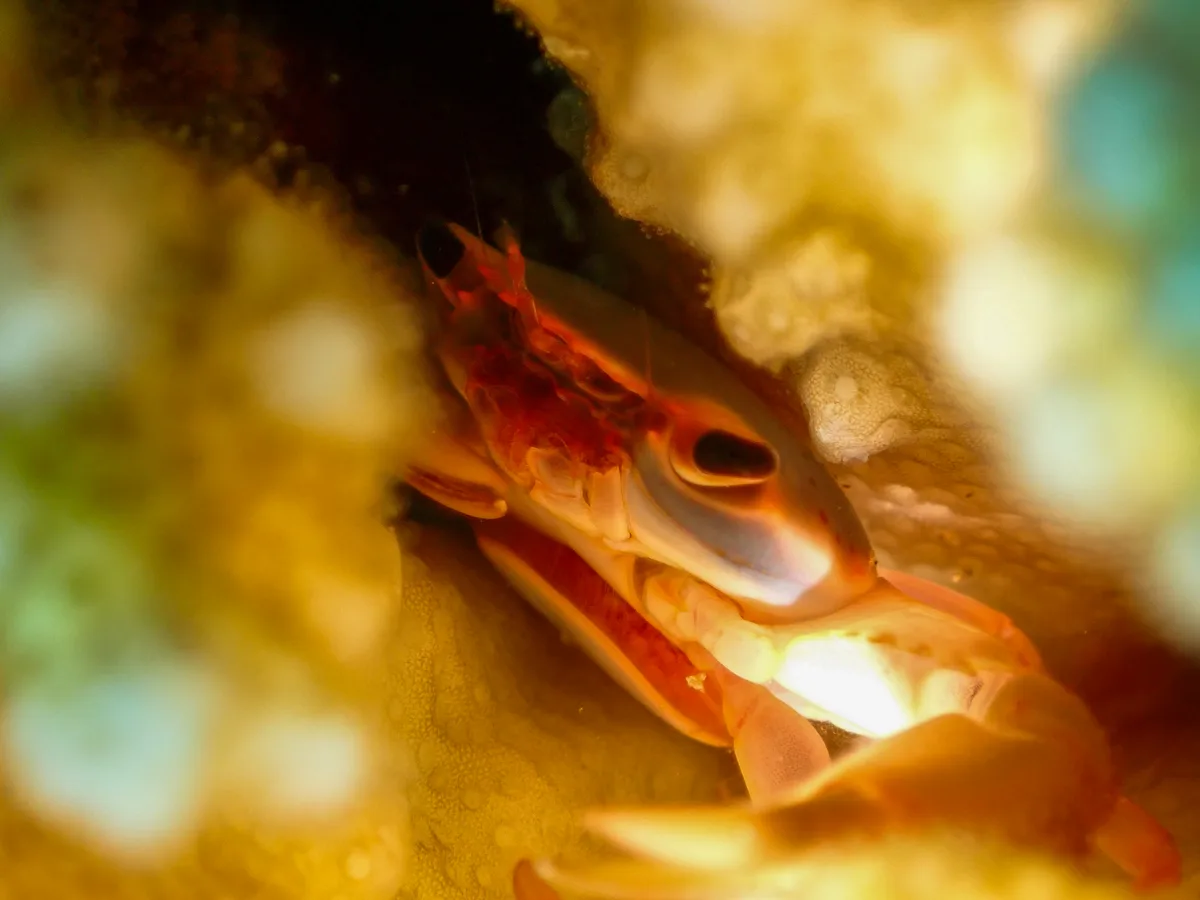 Rusty Guard Crab
