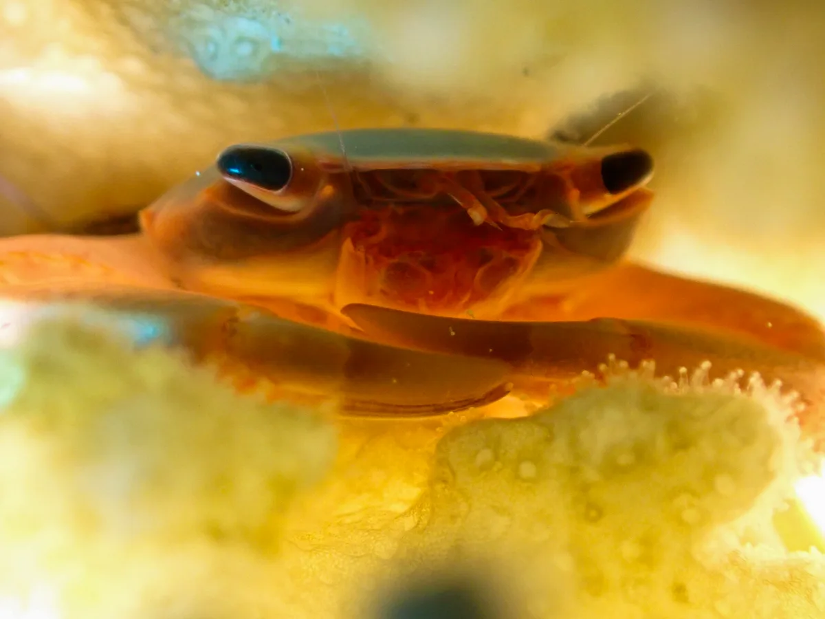 Rusty Guard Crab