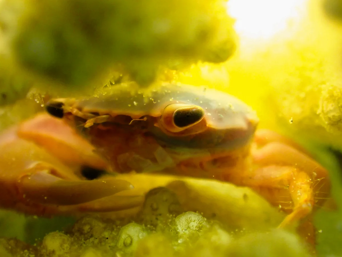 Rusty Guard Crab
