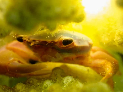 Rusty Guard Crab