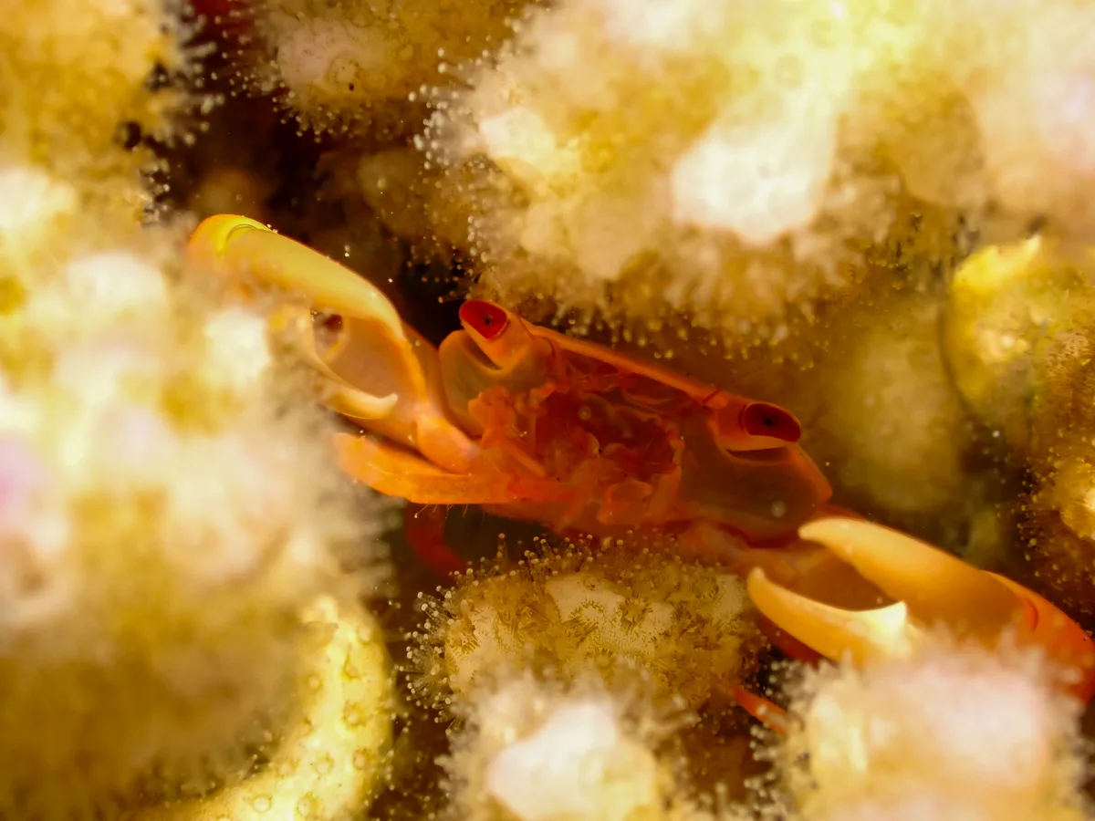 Rusty Guard Crab