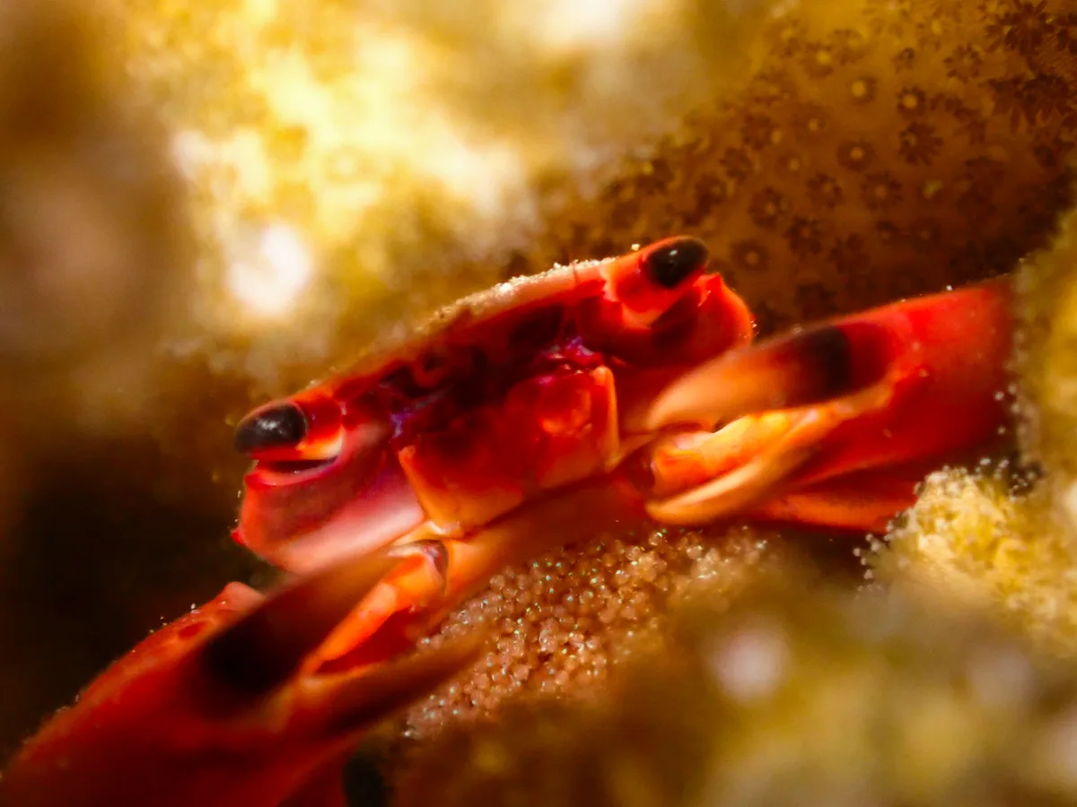Rusty Guard Crab