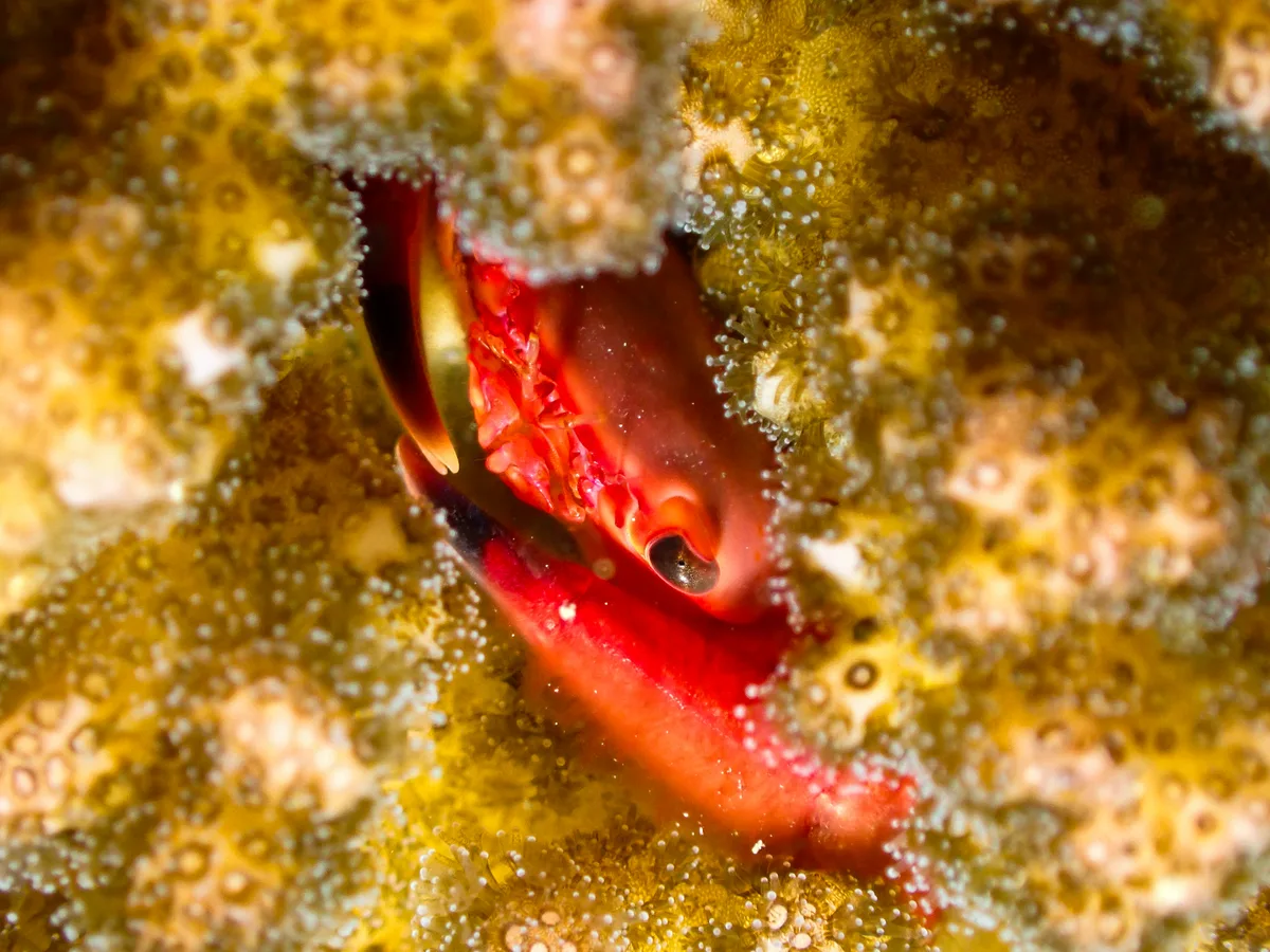 Rusty Guard Crab