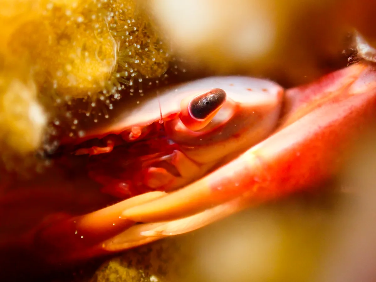 Rusty Guard Crab