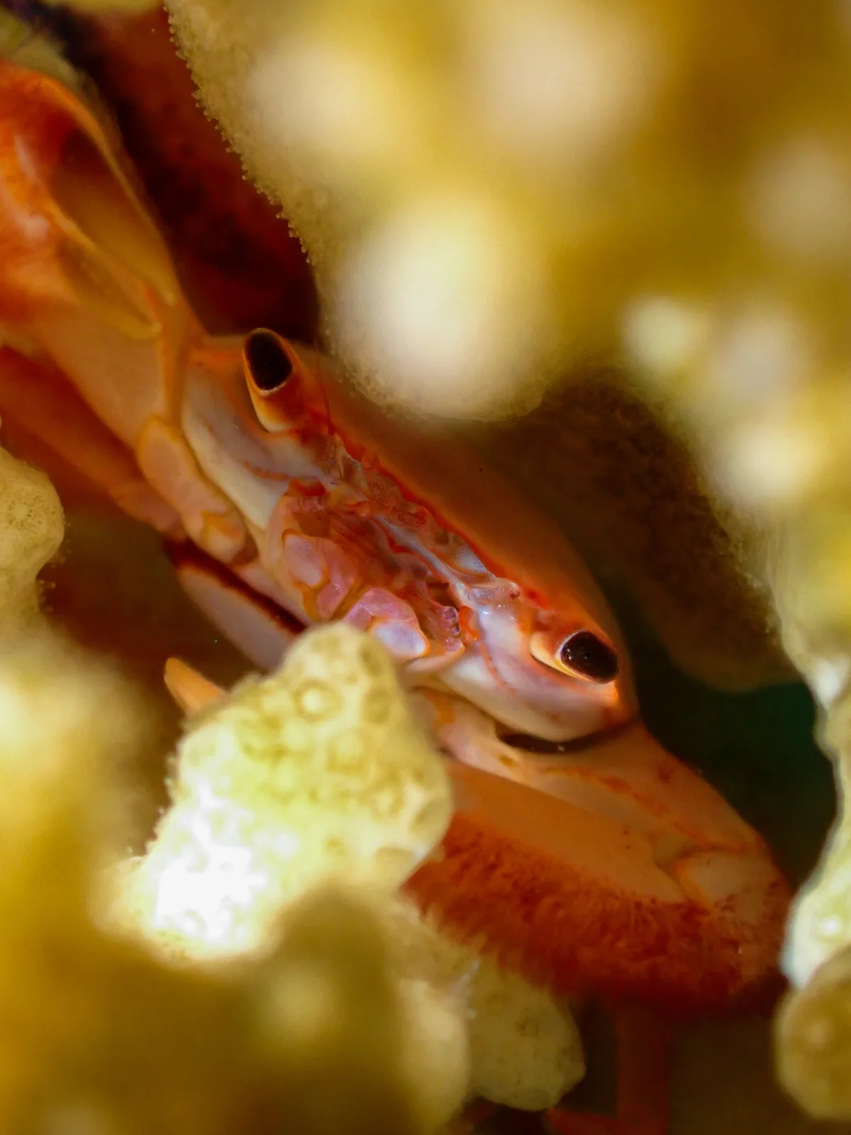 Rusty Guard Crab