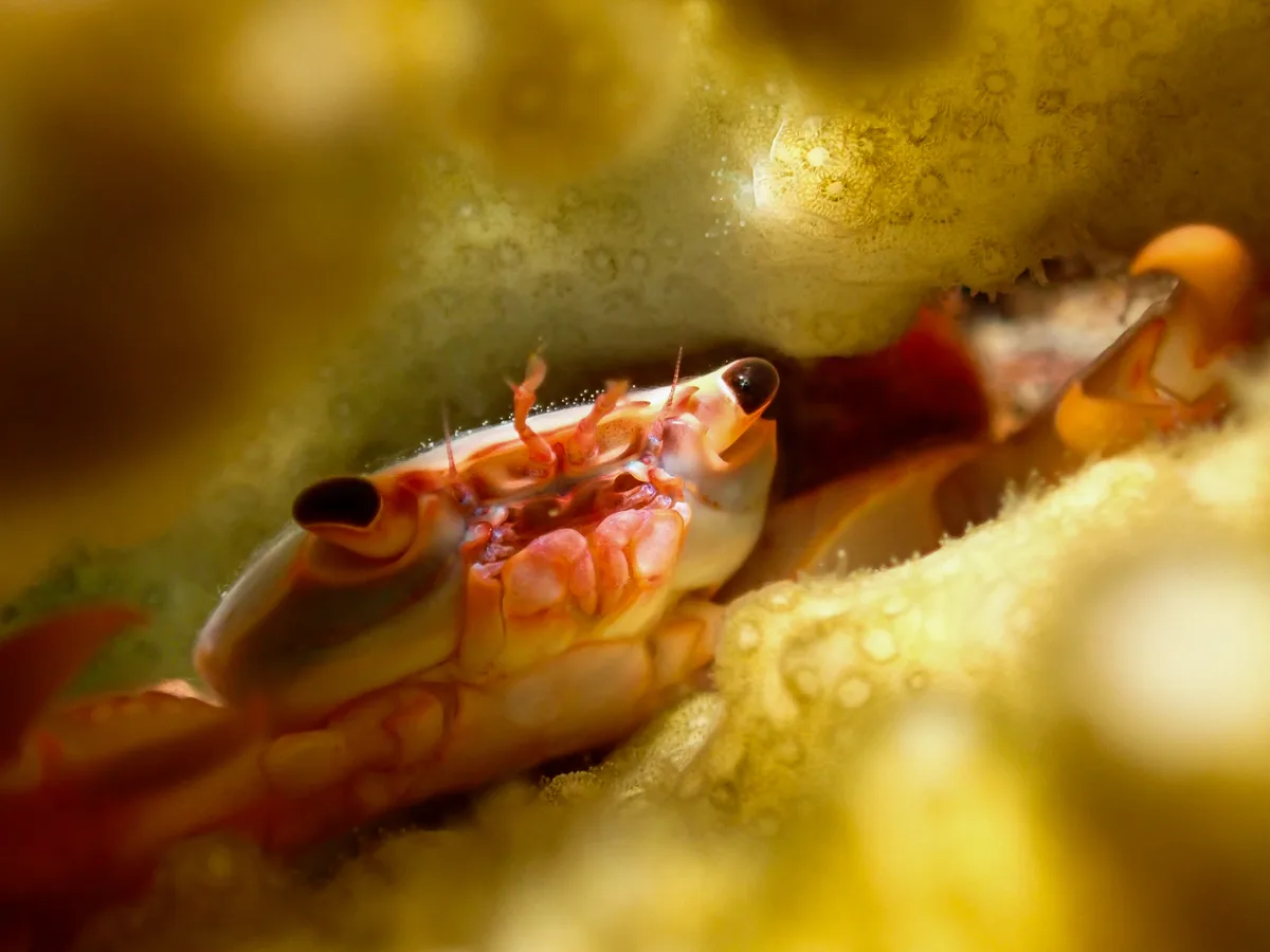 Rusty Guard Crab