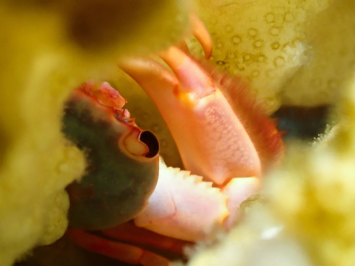 Rusty Guard Crab