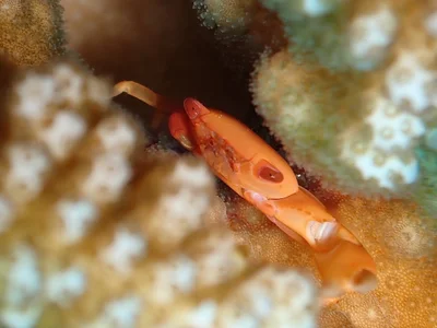 Trapezia bidentata - Northern Mariana Islands, MP