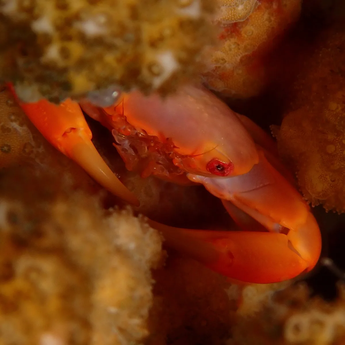 Trapezia bidentata - Malé House Reef, Malé, Maldives