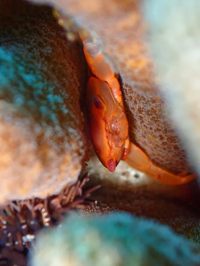 Trapezia bidentata - Chetlat Island, Lakshadweep