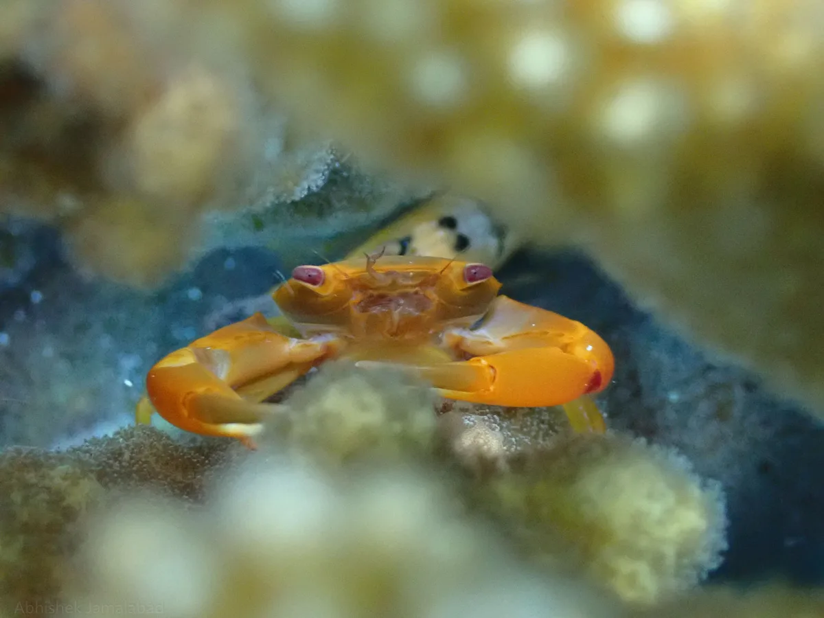 Trapezia bidentata - Kalpeni, Lakshadweep, India