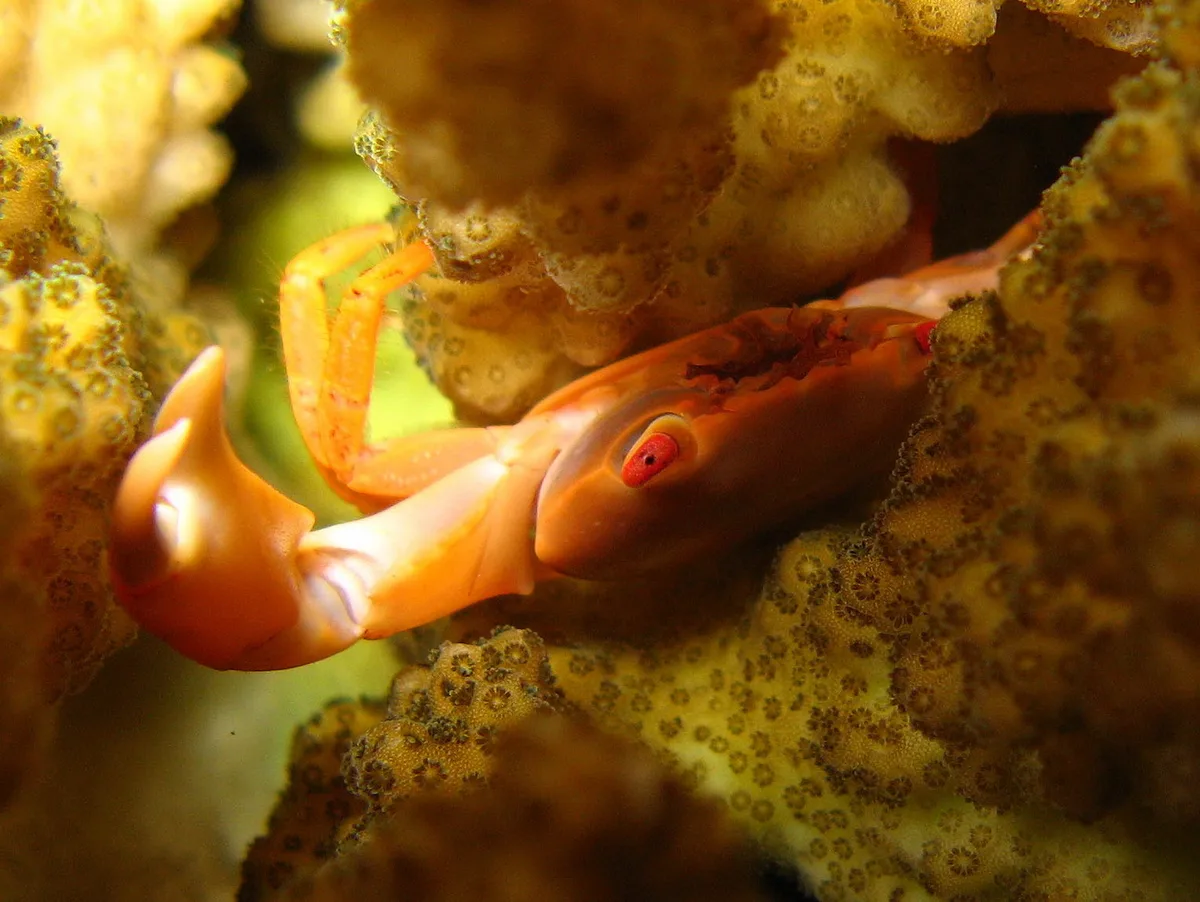 Trapezia bidentata - Zabargad, Egypte