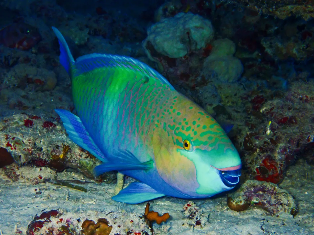 Rusty Parrotfish