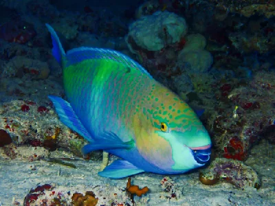 Rusty Parrotfish