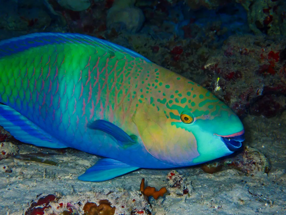 Rusty Parrotfish