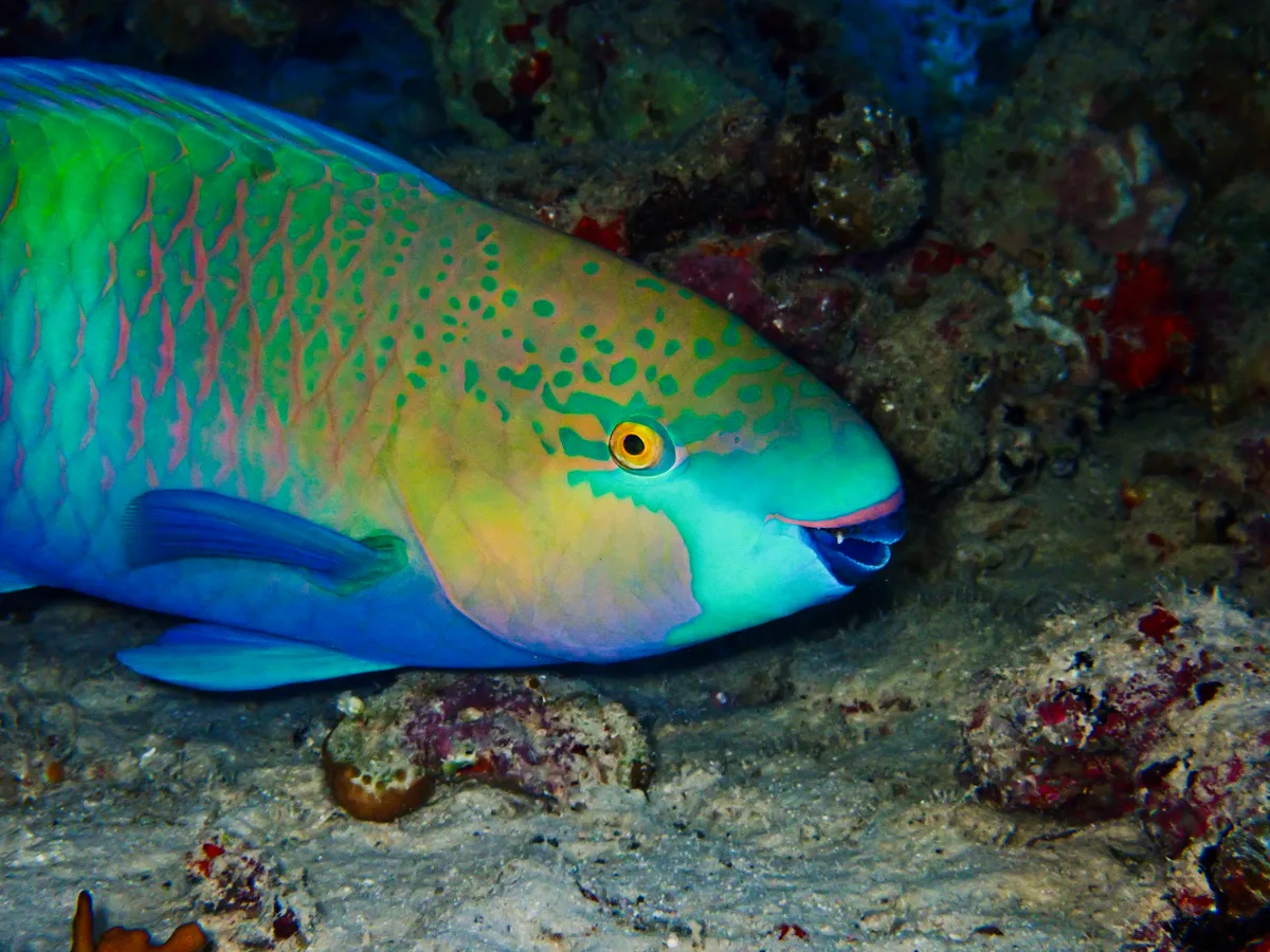 Rusty Parrotfish