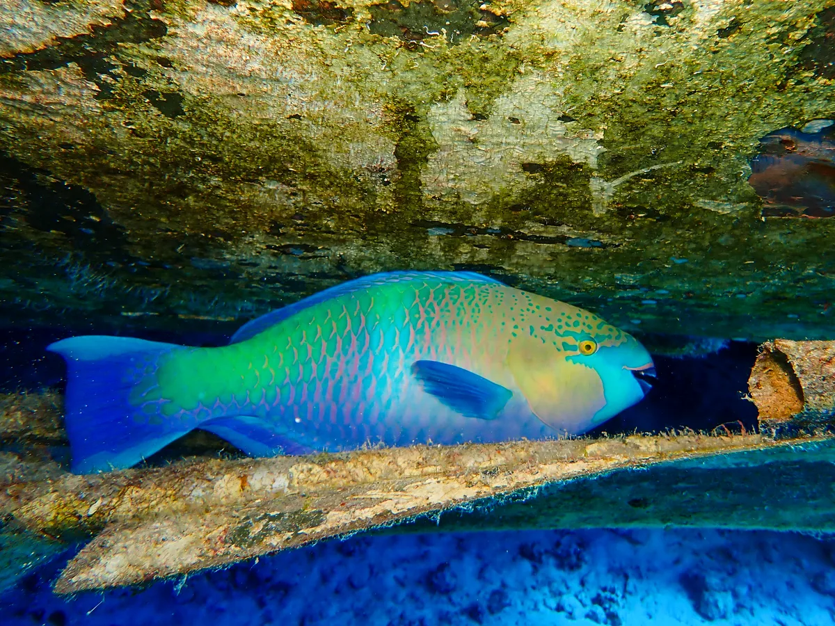 Rusty Parrotfish
