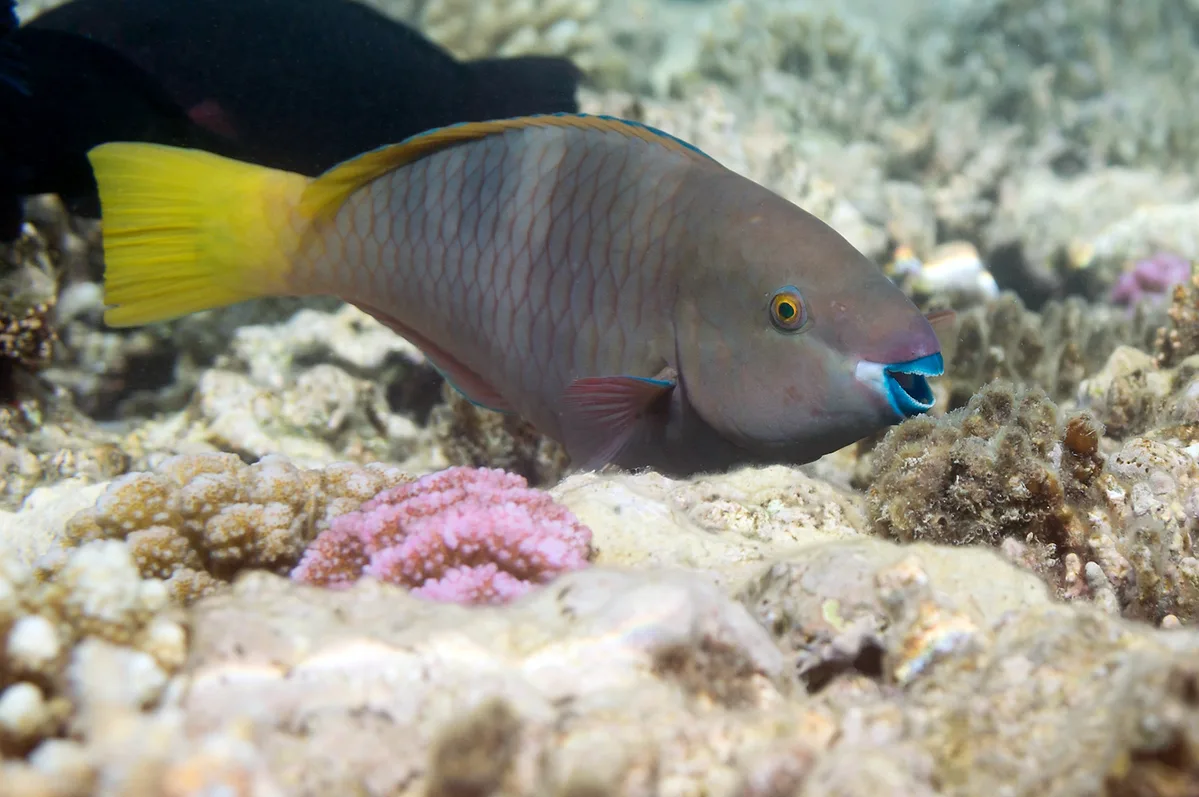 Rusty Parrotfish - female
