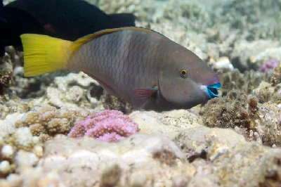 Rusty Parrotfish - female