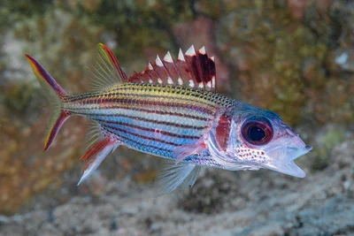 Spotfin squirrelfish - Neoniphon sammara