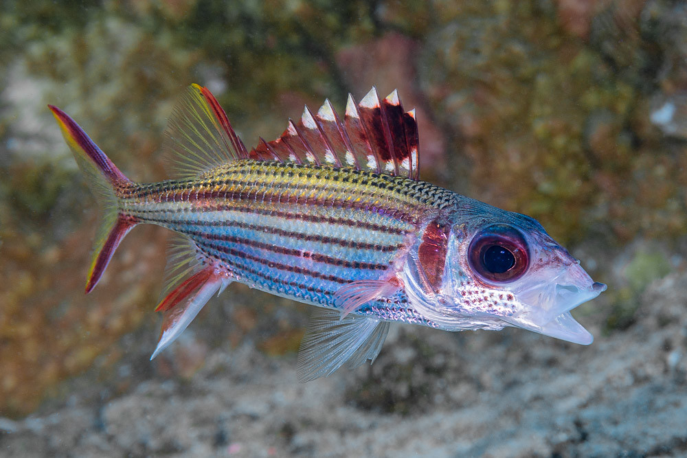 Spotfin squirrelfish - Neoniphon sammara