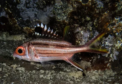 Neoniphon sammara