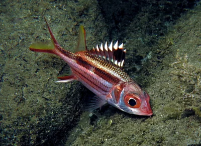 Neoniphon sammara
