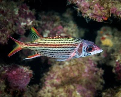 Spotfin squirrelfish (Neoniphon sammara)
