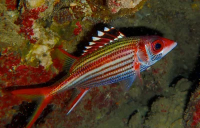 Neoniphon Sammara.沙姆金鱗魚.