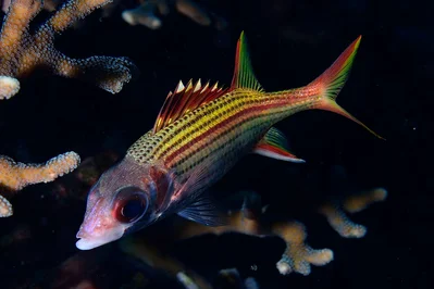 Neoniphon sammara