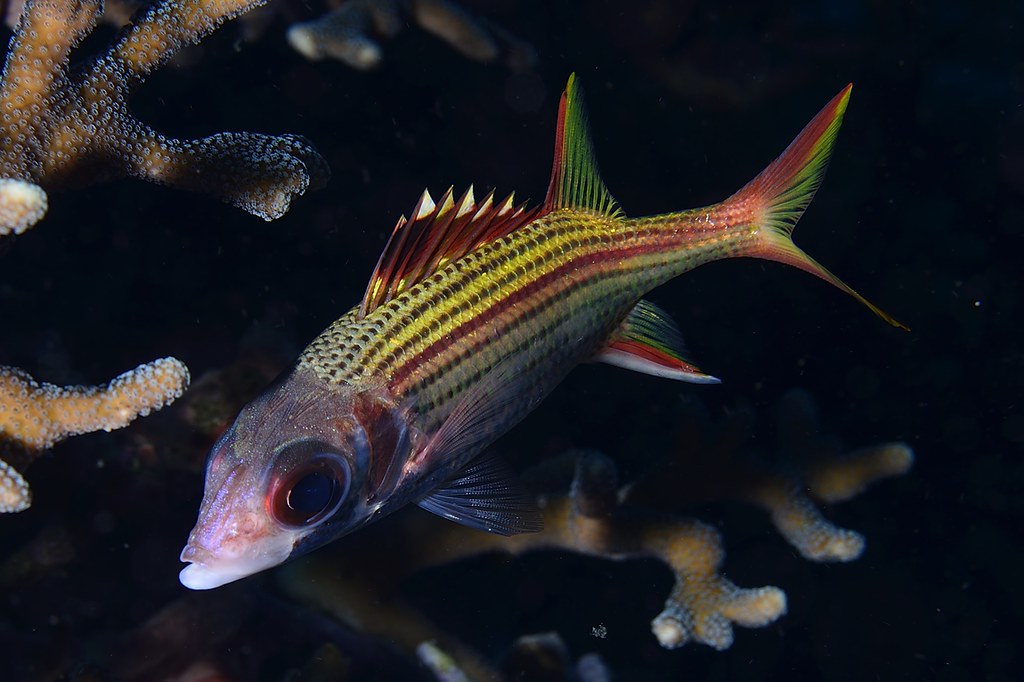 Neoniphon sammara