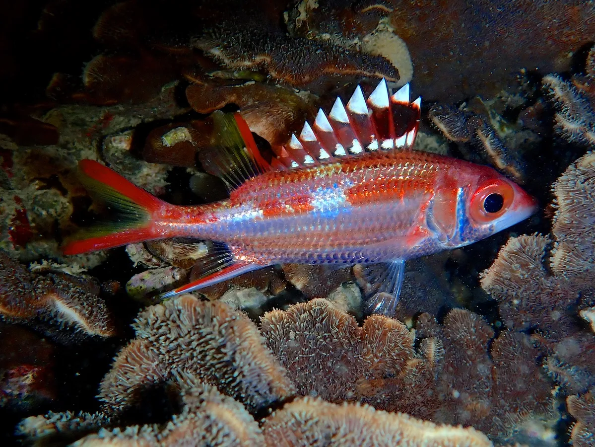 Neoniphon Sammara.莎姆金鱗魚.