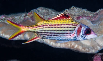 Spotfin squirrelfish - Neoniphon sammara