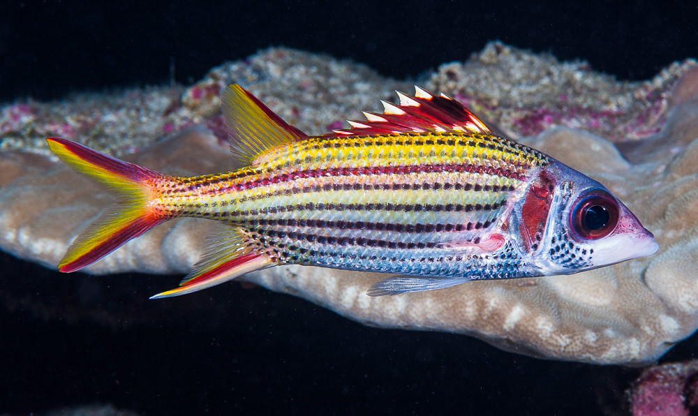 Spotfin squirrelfish - Neoniphon sammara