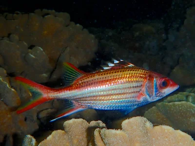Neoniphon Sammara.莎姆金鱗魚.