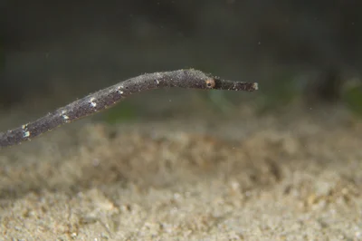 Samoan Pipefish