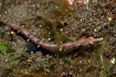 Samoan Pipefish