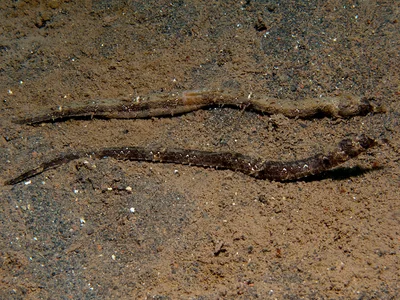 Halicampus mataafae