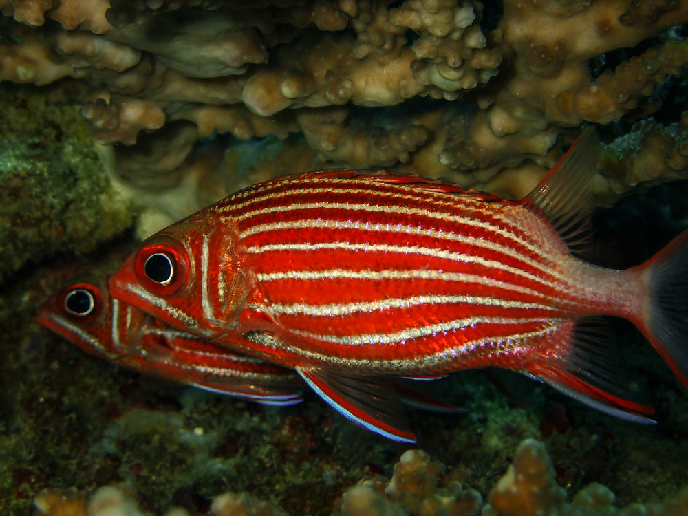 Samurai Squirrelfish (Sargocentron ittodai)